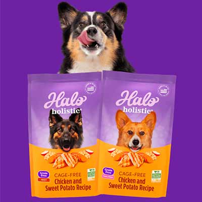 free halo holistic cage free chicken sweet potato recipe dog food - FREE Halo Holistic Cage-Free Chicken & Sweet Potato Recipe Dog Food
