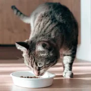 free cat food 180x180 - FREE Cat Food