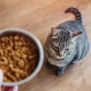 free dry cat food 180x180 - FREE Dry Cat Food