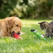 free kong dog or cat toy 180x180 - FREE KONG Dog or Cat Toy